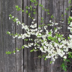 Flowering cherry branch on a wooden background.