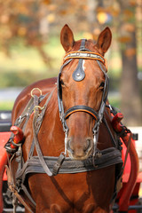 Obraz premium Horse in the park
