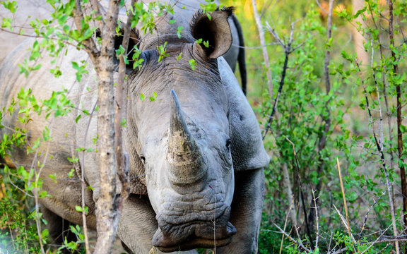 Close up of a Rhino head on