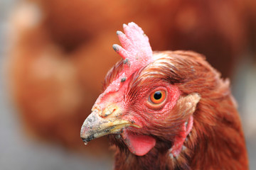 detail of hen (head)