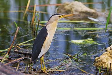 little bittern in city park