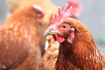 detail of hen (head)