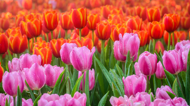 Tulip field. Colorful tulips. Beautiful tulips blooming in the garden.