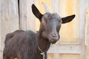 black goat head