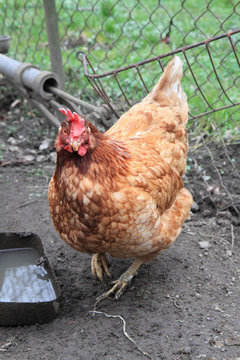 red hen 2 year old