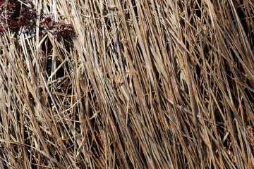 Фон сухой травы