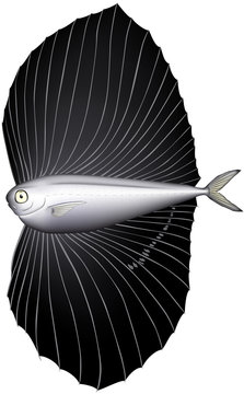深海魚　ベンテンウオ　(ベクター)