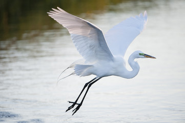 Great Egret glides over water