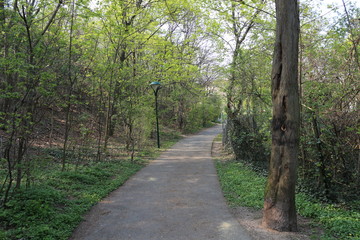 Fototapeta premium Der Weg im Park