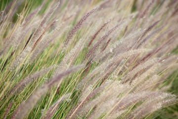 reeds grass background.