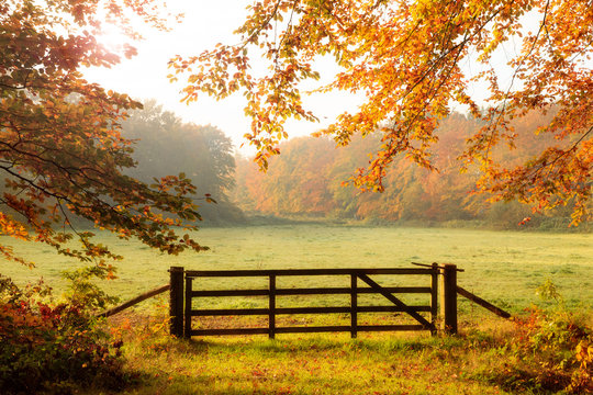 Wooden gate to a meadow with sunlight shining through the trees in a forest during Autumn.
