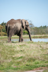 Elefant am Wasserloch an der Garden Route