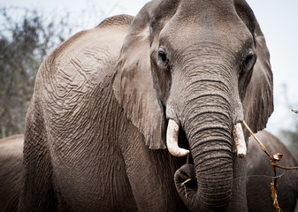 Elefant im Krüger Nationalpark, Südafrika