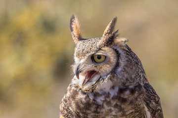 Great Horned Owl