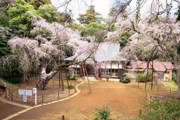 Fototapeta na wymiar 福星寺のしだれ桜