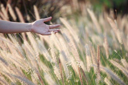 hand touching reeds grass
