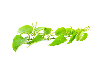 sacha inchi leaves on white background