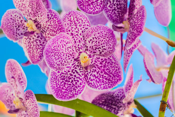 Beautiful orchid