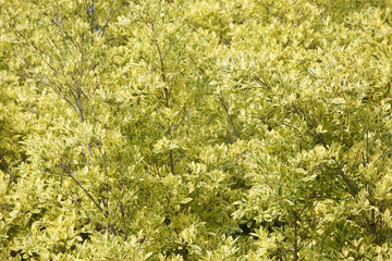 beautiful tropical leaf background.