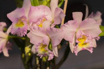 Beautiful orchid