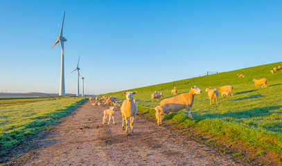 Sheep grazing on a dike at dawn in spring - obrazy, fototapety, plakaty