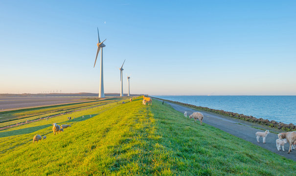 Sheep grazing on a dike at dawn in spring
