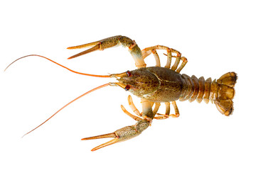 Living  two Crayfish on white background