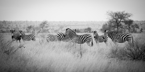 Fototapeta na wymiar Zebraherde im Krüger Nationalpark, Südafrika