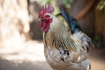 Hahn in Soweto, Südafrika