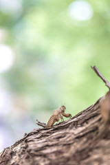 Empty cicada shell