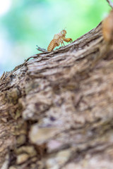 Empty cicada shell