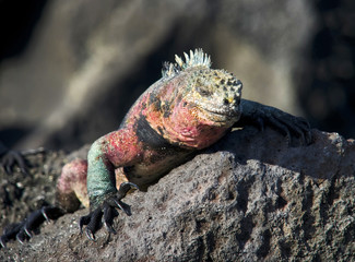Marine Iguana
