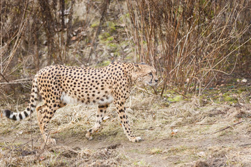 Cheetah in the bush