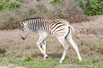 Fototapeta na wymiar Burchells zebra foal