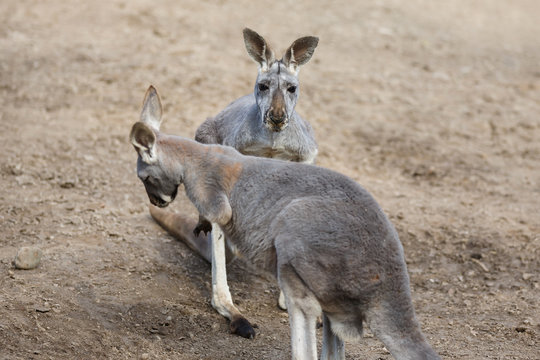 Two kangaroos close up