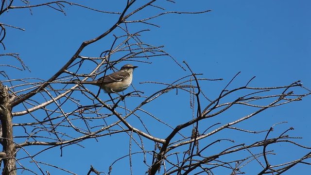 Northern Mockingbird, Mimus polyglottos, in the Everglades