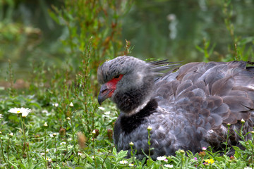 Southern or Crested Screamer