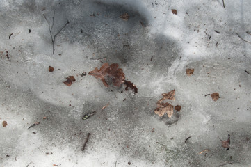 Old leaves and melting show