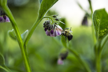 Bee Pollenating Flower
