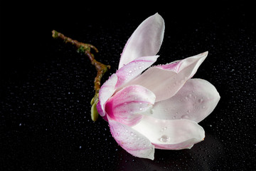 Naklejka premium Flowers of magnolia on a black background