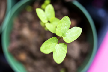 sprouted potted plant