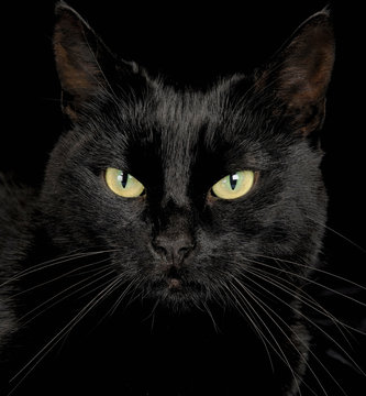 Black cat