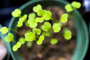 Lettuce Seeds Sprouting