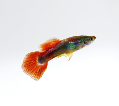 Guppy