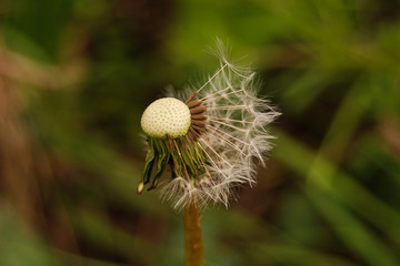 soffione di tarassaco (Taraxacum officinale) - semi alati