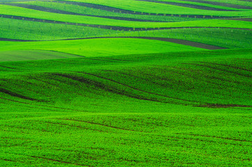 Rural spring landscape with green stripy fields and waves, South Moravia, Czech Republic, natural seasonal background