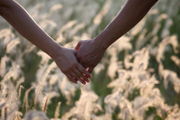 couple hands with reeds grass field background.