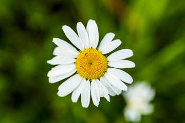 Fototapeta premium Floral Closeup
