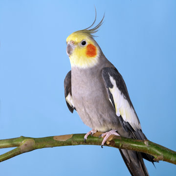 Cockatiel