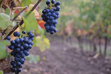 Vineyard before the harvest